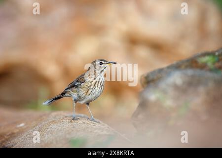 Red Backbacked Scrub Robin in piedi vista laterale su una roccia nel Kruger National Park, Sud Africa; specie Cercotrichas leucophrys famiglia dei Musicapidae Foto Stock