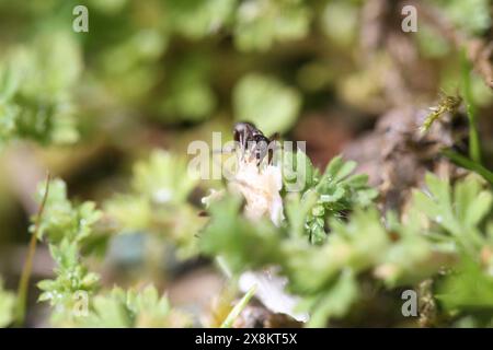 ant in giardino con un ladybug Foto Stock