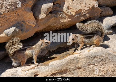 Scoiattoli di terra barbareschi (Atlantoxerus getulus) che si avvicinano all'acqua versata da un turista su una sporgenza rocciosa, Ajuy, Fuerteventura, Isole Canarie. Foto Stock
