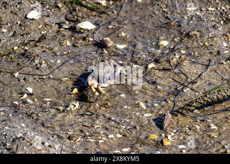 Fiddler Crab, Uca pugnax o tangeri nel Parco naturale Ria Formosa, Algarve, Portogallo. Foto Stock