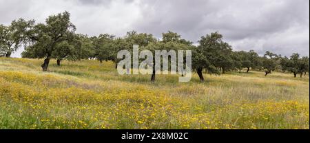 Pascolo tipico, vicino a Valverde del Camino, Campiña Andévalo Commonwealth, Huelva, Andalusia, Spagna Foto Stock