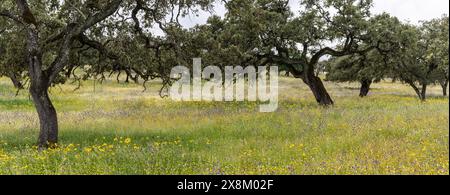 Pascolo tipico, vicino a Valverde del Camino, Campiña Andévalo Commonwealth, Huelva, Andalusia, Spagna Foto Stock