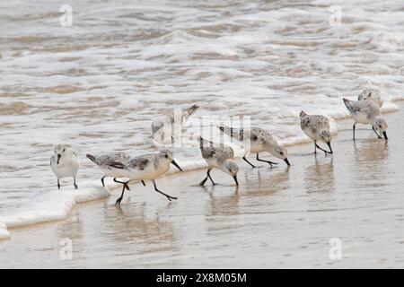 Gruppo migratorio Sanderling (Calidris alba) che corre su una spiaggia per il foraggio come un'onda avanza, spiaggia di Sotavento, Jandia, Fuerteventura, Isole Canarie, se Foto Stock
