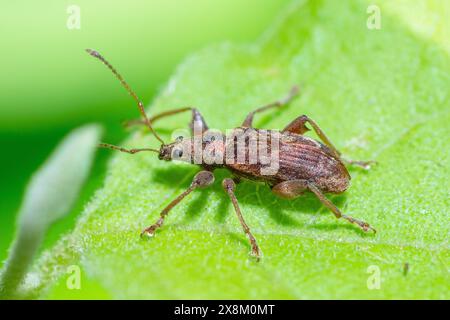 weevil dal naso largo su una foglia, genere Phyllobius Foto Stock