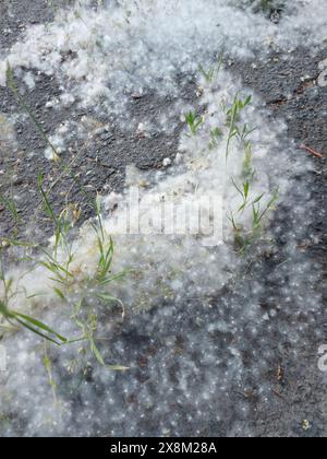 Pioppo su una strada asfaltata. Pioppo aggrovigliato nell'erba. Foto Stock