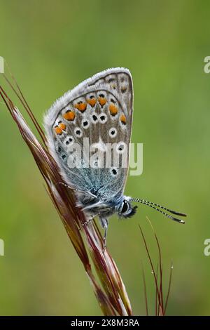 Farfalla blu comune maschio in fuga, Derbyshire Foto Stock
