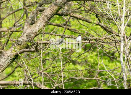 Maschio adulto Pied flycatcher (Ficedula hypoleuca) arroccato sull'albero. Gilfach Nature Reserve Rhayader Wales Regno Unito. Maggio 2024 Foto Stock