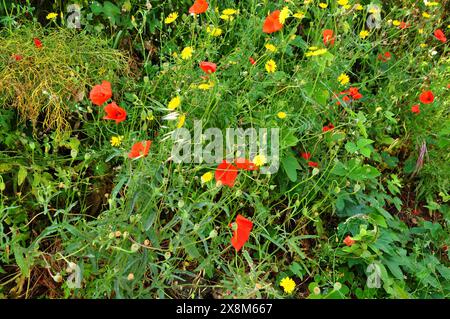 Papaveri e leoni fioriscono in primavera a Tolone Provenza Foto Stock