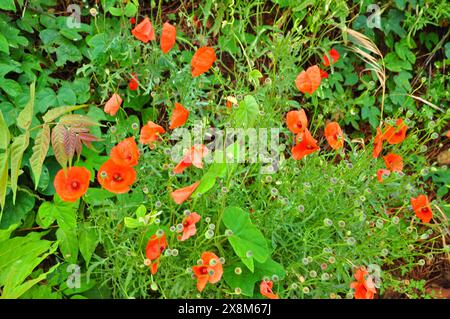 Papaveri e leoni fioriscono in primavera a Tolone Provenza Foto Stock