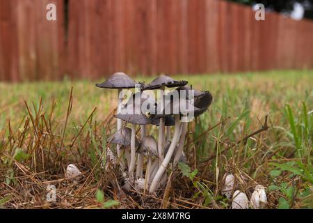 Un gruppo di Common Ink Cap, o Inky Cap, funghi che crescono nell'erba di un cortile posteriore dopo una pioggia primaverile con una recinzione di legno nello sfondo sfocato Foto Stock