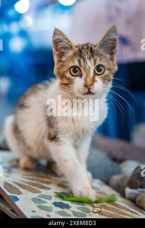 Kitty in un bar che sembra macchina fotografica, gatto randagio in strada di Fethiye, animali senzatetto urbani in Turchia Foto Stock