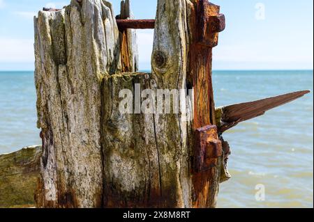 Testa del palo usurata con legno pesantemente intemprato, bulloni arrugginiti e macchie di ruggine nella riserva naturale di Rye Harbour in una giornata luminosa e soleggiata. Foto Stock