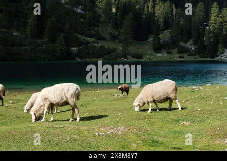 Vista dall'Ehrwalder Alm delle pecore pascolate in primo piano e del lago di montagna sullo sfondo. Foto Stock