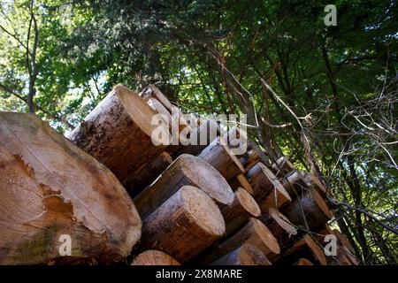 scattare una foto ad angolo di una fila di tronchi di pino tagliati nella foresta. Foto Stock