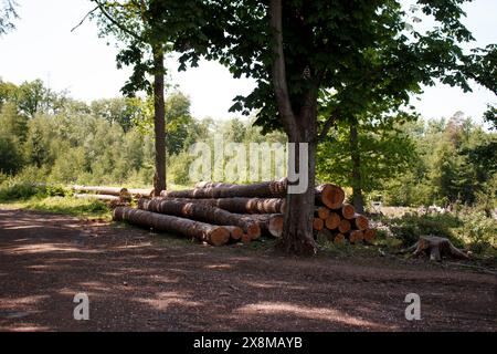 Tronchi di alberi segati impilati tra gli alberi nella foresta Foto Stock