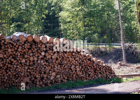 Una fila di tronchi di alberi tagliati impilati giace accanto a una strada forestale Foto Stock