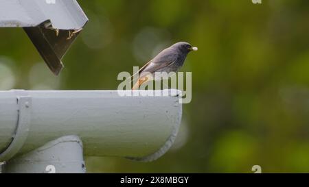 Phoenicurus ochruros, alias Black Redstart maschio, arroccato sul tetto. Nutrire i neonati. Isolato su sfondo verde. Foto Stock