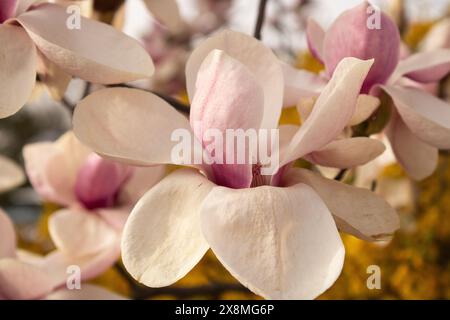 Fiore di un piattino magnolia (Magnolia soulangeana x), cultivar amabilis Foto Stock