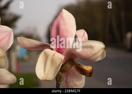 Fiore di un piattino magnolia (Magnolia soulangeana x), cultivar amabilis Foto Stock