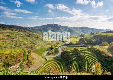 Texas Pass - paesaggio con vigneti a Kaiserstuhl Foto Stock