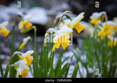 Narcisi gialle ricoperte da uno strato di neve, che mostrano un contrasto tra fiori luminosi e fiocchi bianchi nitidi Foto Stock