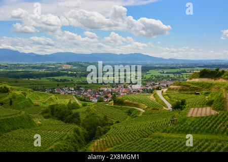 Ihringen - vigneti nella regione Kaiserstuhl nel sud della Germania Foto Stock