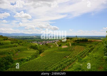 Vigneti sulle colline di Kaiserstuhl nel sud della Germania Foto Stock