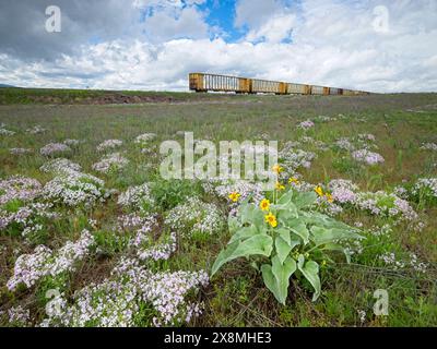 Una foto di paesaggio di un campo di fiori selvatici tra cui balsamroot e periwinkles viola con vagoni abbandonati sullo sfondo. Foto Stock