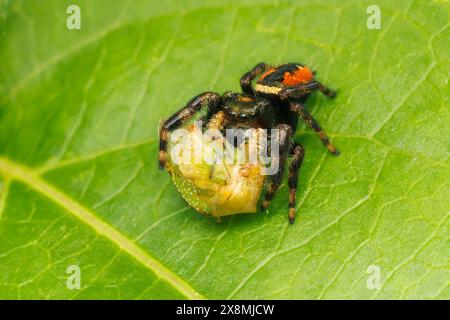 Un Brilliant Jumping Spider (Phidippus clarus) con catturato Tortistilus sp. preda. Foto Stock