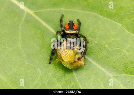 Un Brilliant Jumping Spider (Phidippus clarus) con catturato Tortistilus sp. preda. Foto Stock