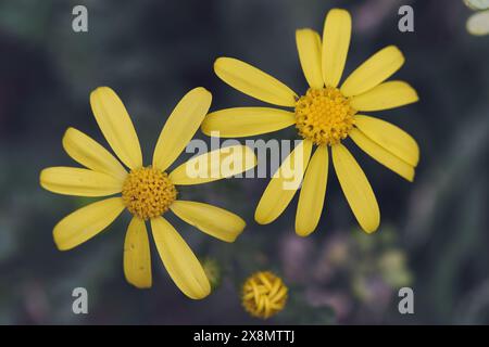 Le Euryops Asteraceae dorate fioriscono tra foglie verdi. primo piano di due margherite gialle Foto Stock