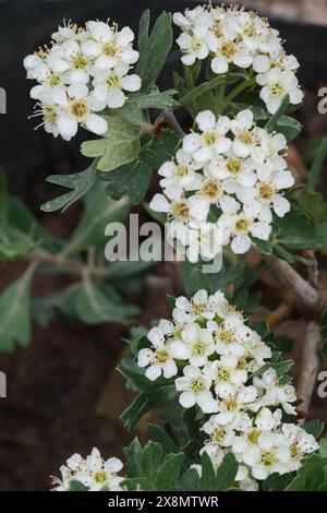 Biancospino in fiore, Un primo piano di delicati fiori bianchi Foto Stock