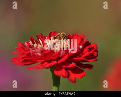 Un bellissimo fiore rosso brillante di Zinnia accoglie un'ape impollinante. Foto Stock