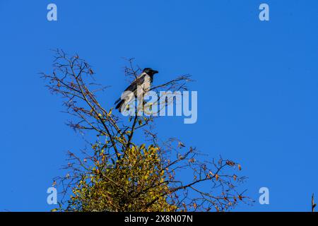 Corvus corone famiglia Corvidae genere Corvus Carrion corvo corvo con cappuccio natura selvaggia fotografia di uccelli, foto, carta da parati Foto Stock