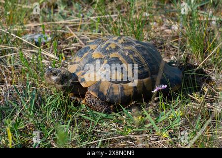 Tartaruga con cosce speronate (Testudo graeca) su un greco, Tracia Hillside, Grecia. Foto Stock