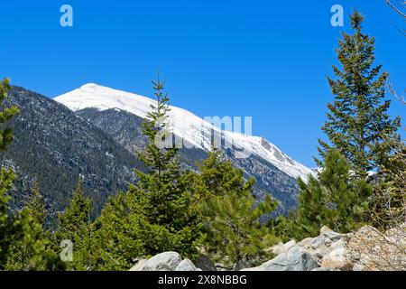 Le cime innevate delle Montagne Rocciose dietro lo stand di pini nel Parco Nazionale delle Montagne Rocciose Foto Stock