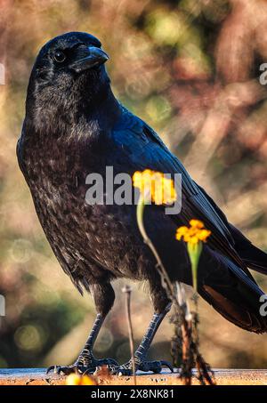 Un grande uccello nero arriva sul ponte Foto Stock