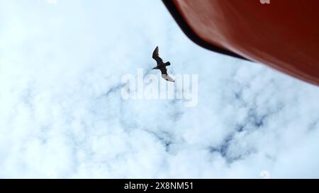 Gabbiani volanti sulla nave galleggiante. Fermo. Vista dal basso dei gabbiani volanti nel cielo blu. Naviga con gabbiani volanti in cielo Foto Stock