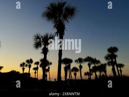 Gli alberi di palmetto della Carolina si stagliano all'alba a Myrtle Beach, South Carolina. Foto Stock