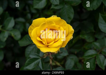 Un fiore dorato di Sun Rose che cresce nel giardino. Stati Uniti. Foto Stock