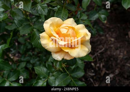 St. Tropez Rose fiori che crescono nel giardino. Stati Uniti. Foto Stock