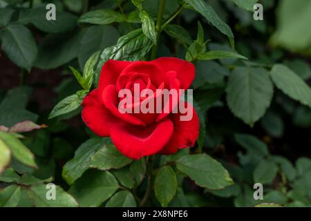 Un fiore di rosa olimpionica che cresce nel giardino. Stati Uniti. Foto Stock
