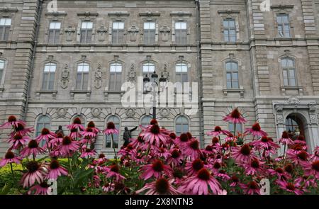 Parlamento ed echinacea - Quebec City, Canada Foto Stock