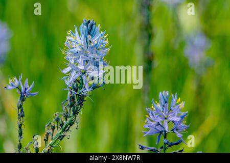 Common Camas (Camassia quamash) a Camas Prairie Centennial Marsh in Idaho. Foto Stock