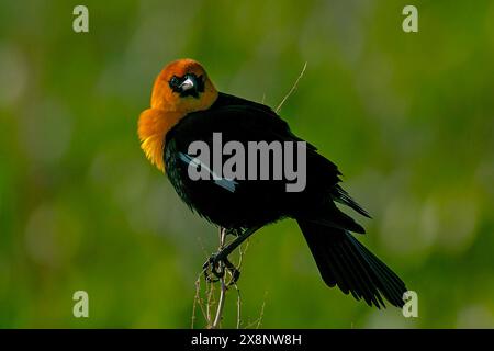 Blackbird dalla testa gialla (Xanthocephalus xanthocephalus) presso la palude centenaria di Camas Prairie in Idaho. Foto Stock