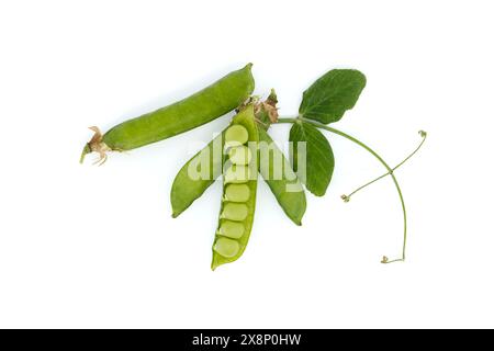 La cialda di piselli è parzialmente circondata da una grande foglia verde con una punta appuntita e bordi di forma irregolare Foto Stock