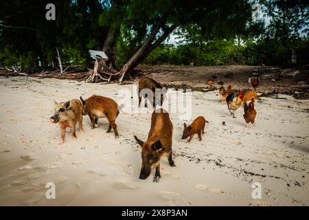 Escursione turistica all'isola isolata delle Bahamas, abitata da maiali selvatici. Foto Stock