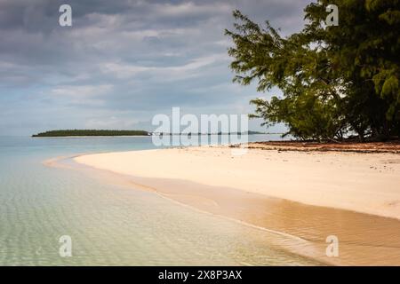 Escursione turistica all'isola isolata delle Bahamas, abitata da maiali selvatici. Foto Stock