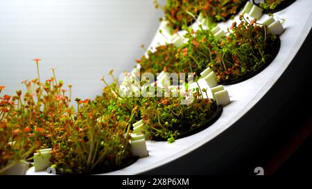 Piantine con creme da giardino Microgreens. Supporto. Primo piano di piante commestibili verdi in una macchina per la filatura. Foto Stock