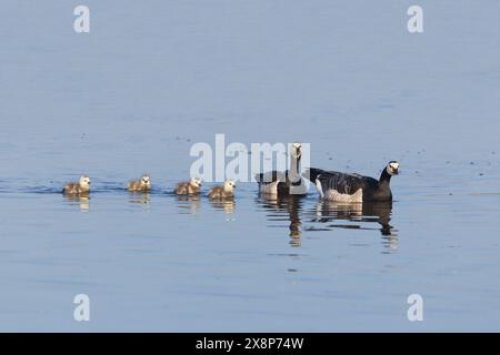 Barnacle Goose Branta leucopsis, 2 adulti e 4 goslings nuoto, Minsmere RSPB Reserve, Suffolk, Inghilterra, maggio Foto Stock